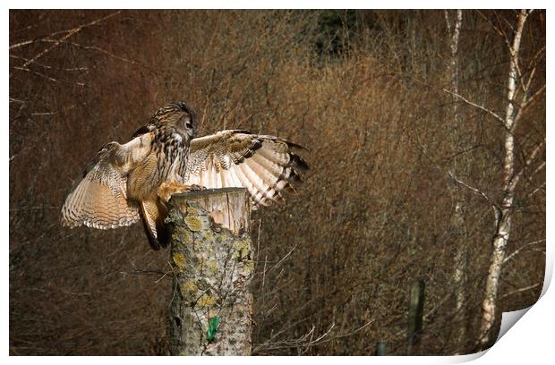 European Eagle Owl Print by Paul Holman Photography