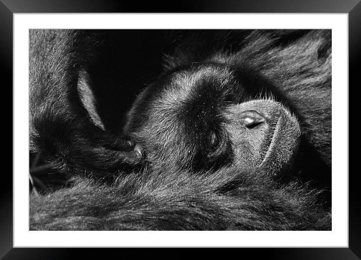 To much Monkey Business Framed Mounted Print by Paul Holman Photography