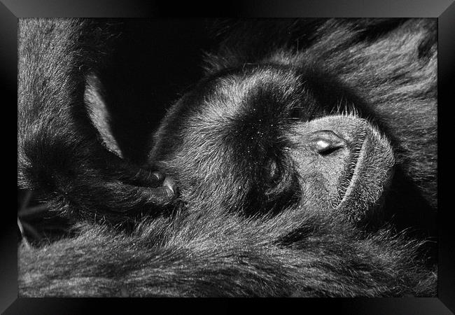 To much Monkey Business Framed Print by Paul Holman Photography