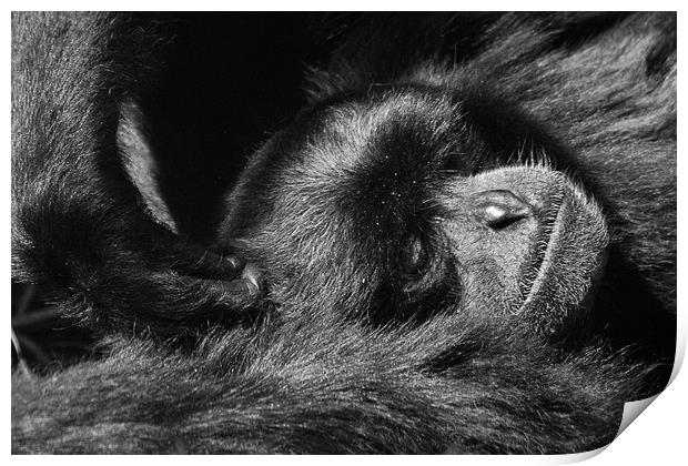 To much Monkey Business Print by Paul Holman Photography