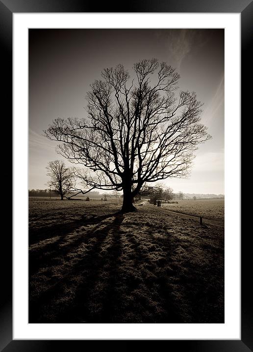 Tree in winter sepia Framed Mounted Print by Simon Wrigglesworth