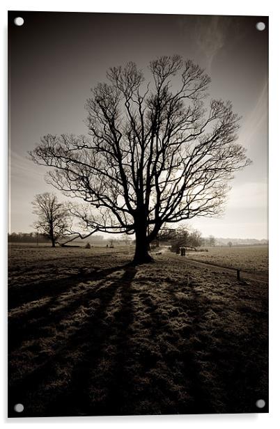 Tree in winter sepia Acrylic by Simon Wrigglesworth