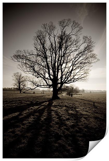 Tree in winter sepia Print by Simon Wrigglesworth