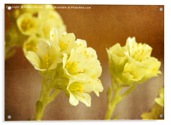 Alpine saxifrage Acrylic by Robert Murray
