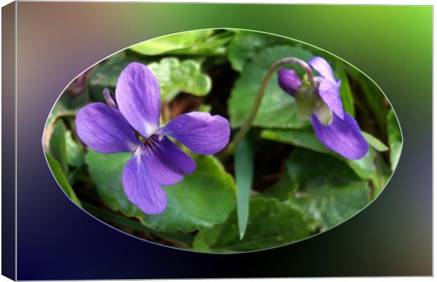 the first violets Canvas Print by Marinela Feier