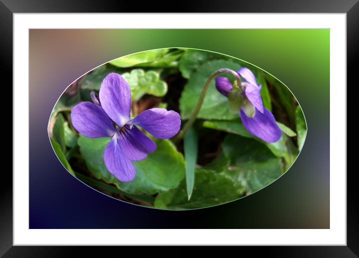 the first violets Framed Mounted Print by Marinela Feier