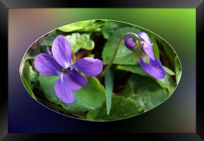 the first violets Framed Print by Marinela Feier