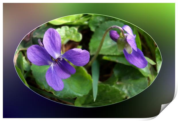 the first violets Print by Marinela Feier