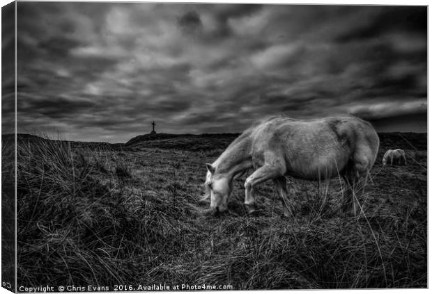 Llanddwyn Island Wild Horses  Canvas Print by Chris Evans