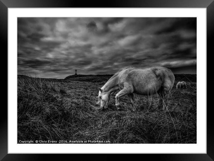 Llanddwyn Island Wild Horses  Framed Mounted Print by Chris Evans