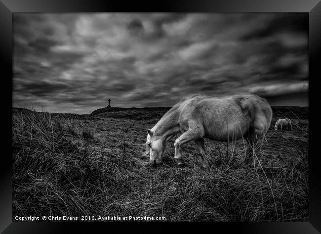 Llanddwyn Island Wild Horses  Framed Print by Chris Evans