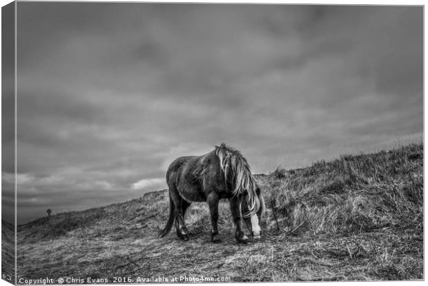 Wild Horse on Llanddwyn Island  Canvas Print by Chris Evans