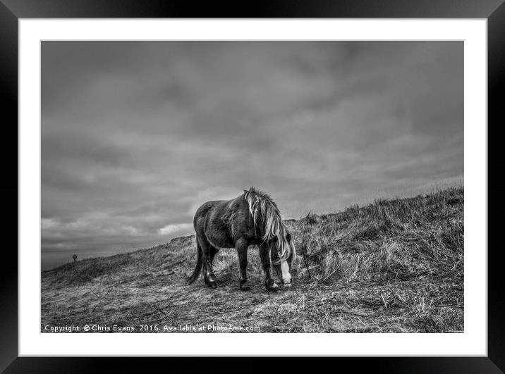 Wild Horse on Llanddwyn Island  Framed Mounted Print by Chris Evans