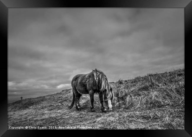 Wild Horse on Llanddwyn Island  Framed Print by Chris Evans