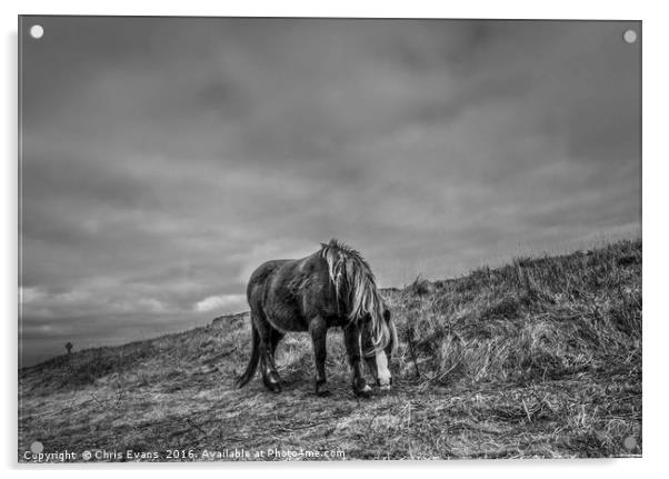 Wild Horse on Llanddwyn Island  Acrylic by Chris Evans