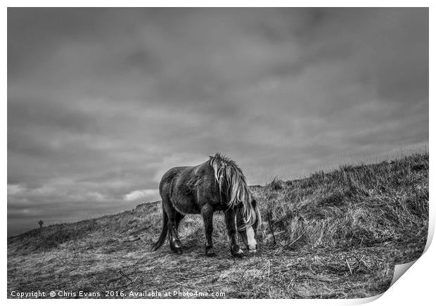 Wild Horse on Llanddwyn Island  Print by Chris Evans