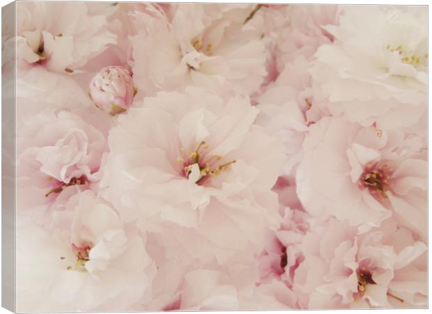 pale pink blossom Canvas Print by Heather Newton