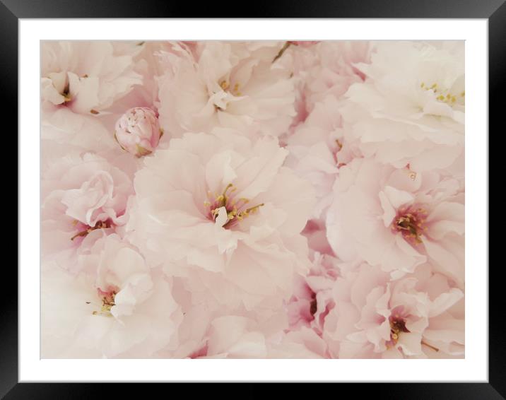 pale pink blossom Framed Mounted Print by Heather Newton