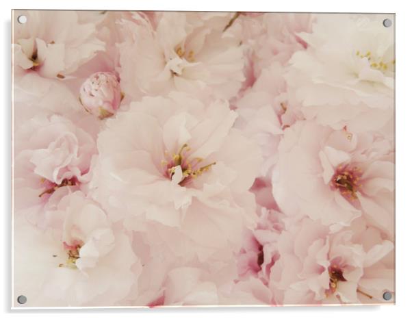 pale pink blossom Acrylic by Heather Newton