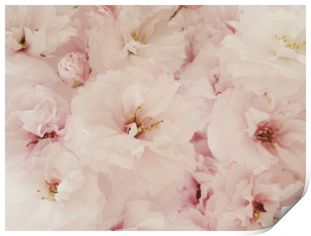 pale pink blossom Print by Heather Newton