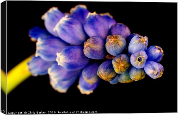 Grape Hyacinth,  armeniacum muscari. Canvas Print by Chris Barker