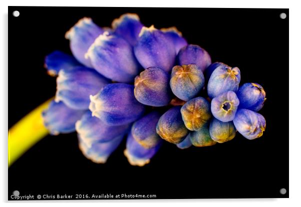 Grape Hyacinth,  armeniacum muscari. Acrylic by Chris Barker