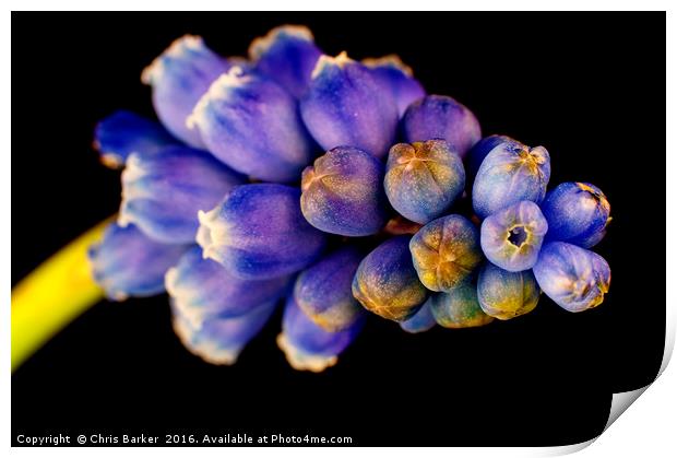 Grape Hyacinth,  armeniacum muscari. Print by Chris Barker