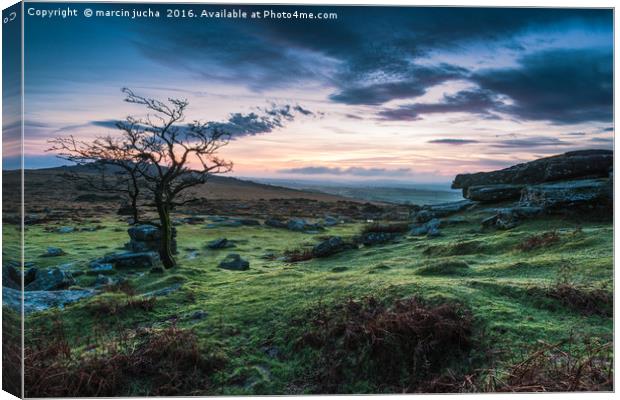 Lonely tree at sunset in Dartmoor Park, UK Canvas Print by marcin jucha