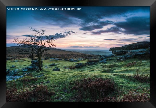 Lonely tree at sunset in Dartmoor Park, UK Framed Print by marcin jucha
