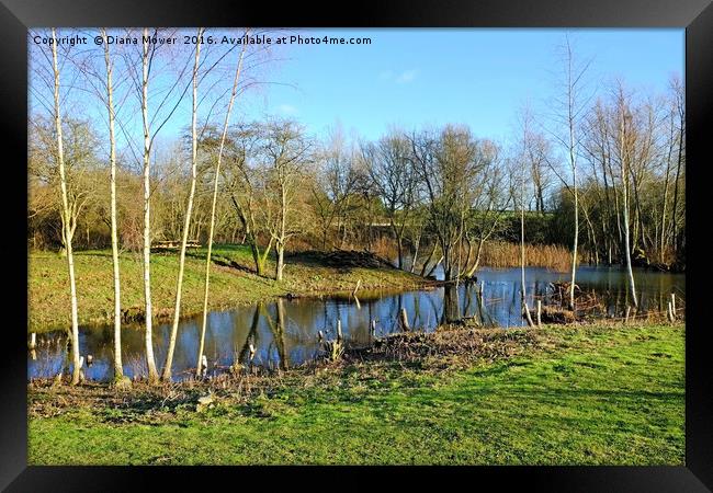  Long Melford Country Park, Suffolk Framed Print by Diana Mower