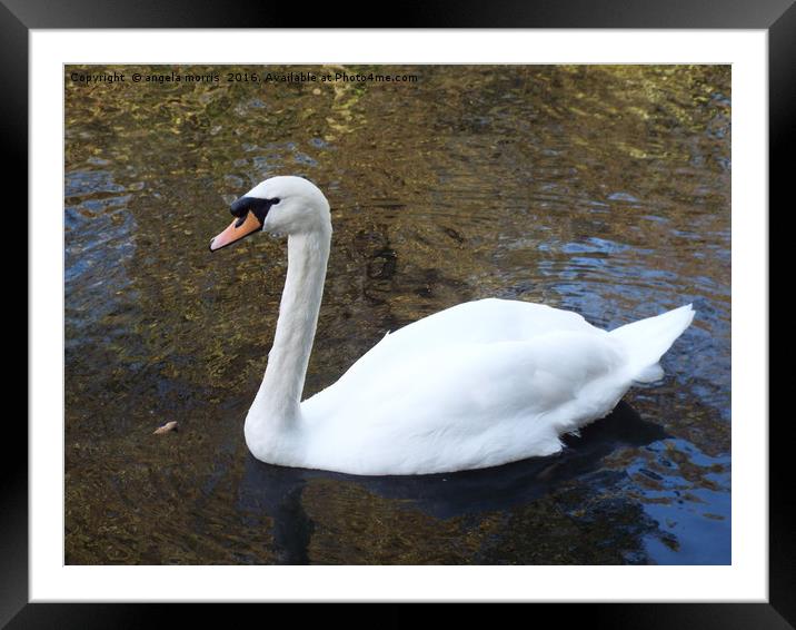 Swan Framed Mounted Print by angela morris