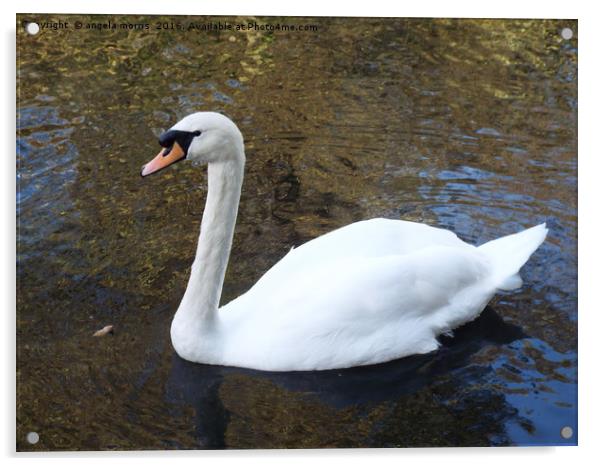 Swan Acrylic by angela morris