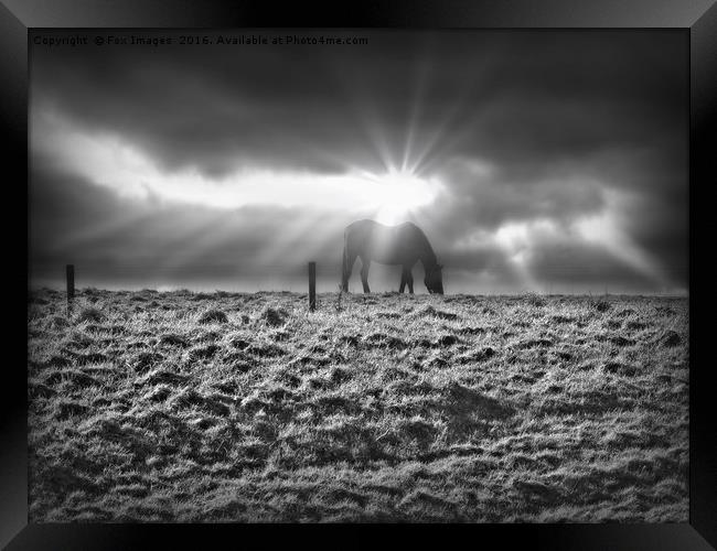 Horse on the hill Framed Print by Derrick Fox Lomax