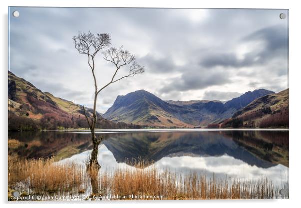 The Tree at Buttermere Acrylic by John Cummings