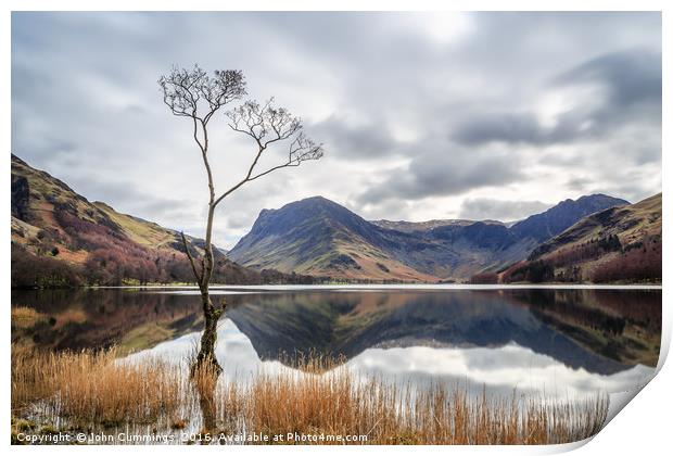 The Tree at Buttermere Print by John Cummings