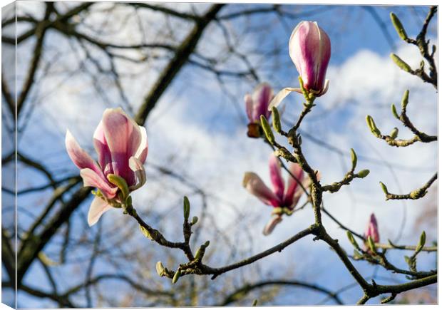 Magnolia flowers  Canvas Print by Shaun Jacobs
