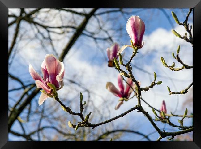 Magnolia flowers  Framed Print by Shaun Jacobs