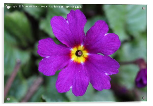 The purple flower Acrylic by Scott Williams