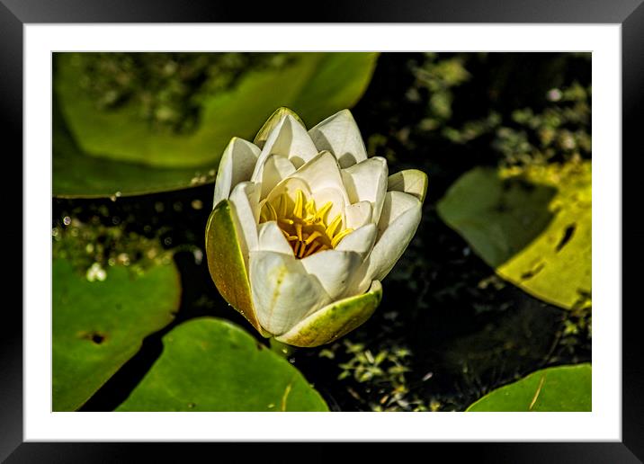White Water Lily Framed Mounted Print by Colin Metcalf
