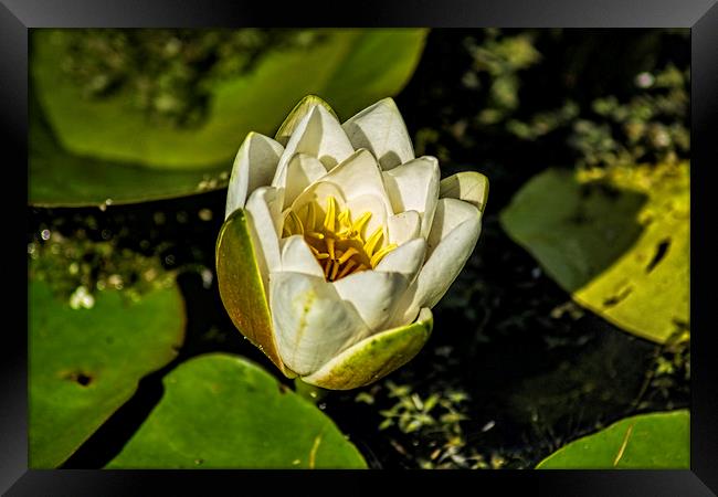 White Water Lily Framed Print by Colin Metcalf