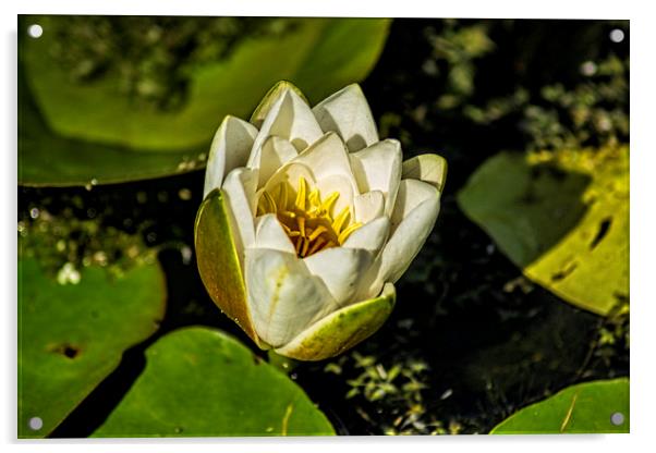 White Water Lily Acrylic by Colin Metcalf