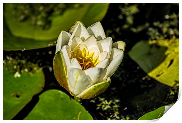 White Water Lily Print by Colin Metcalf