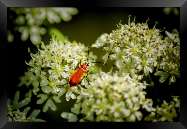 Red Soldier Beetle Framed Print by Colin Metcalf