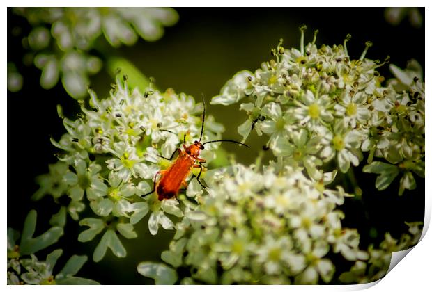 Red Soldier Beetle Print by Colin Metcalf