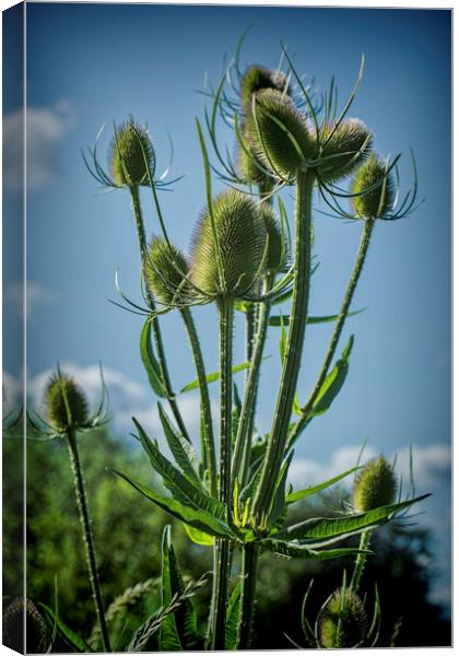 Teasel seed head Canvas Print by Colin Metcalf