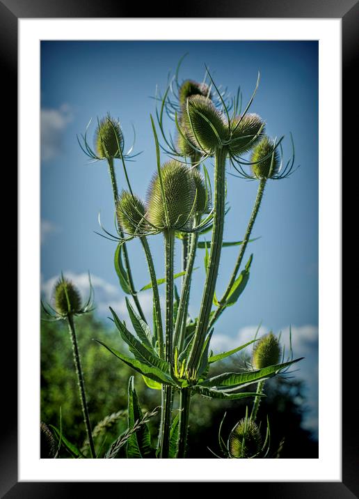 Teasel seed head Framed Mounted Print by Colin Metcalf