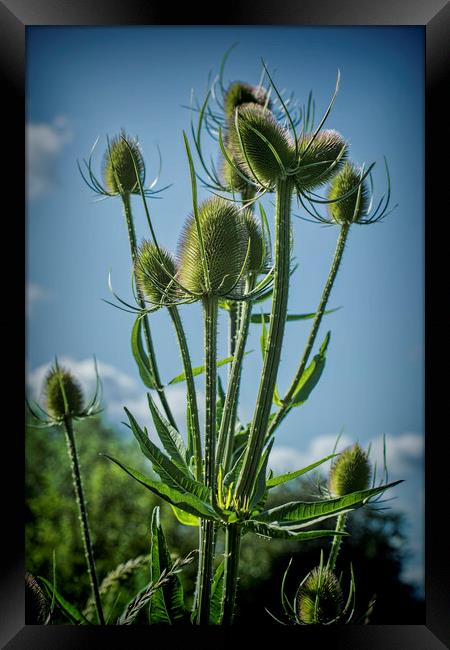 Teasel seed head Framed Print by Colin Metcalf
