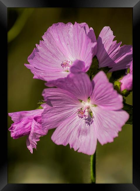 Musk Mallow Framed Print by Colin Metcalf