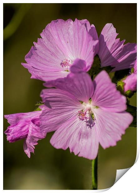 Musk Mallow Print by Colin Metcalf