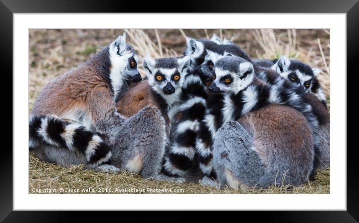 Group of ring-tailed lemurs snoozing in the sun. Framed Mounted Print by Jason Wells